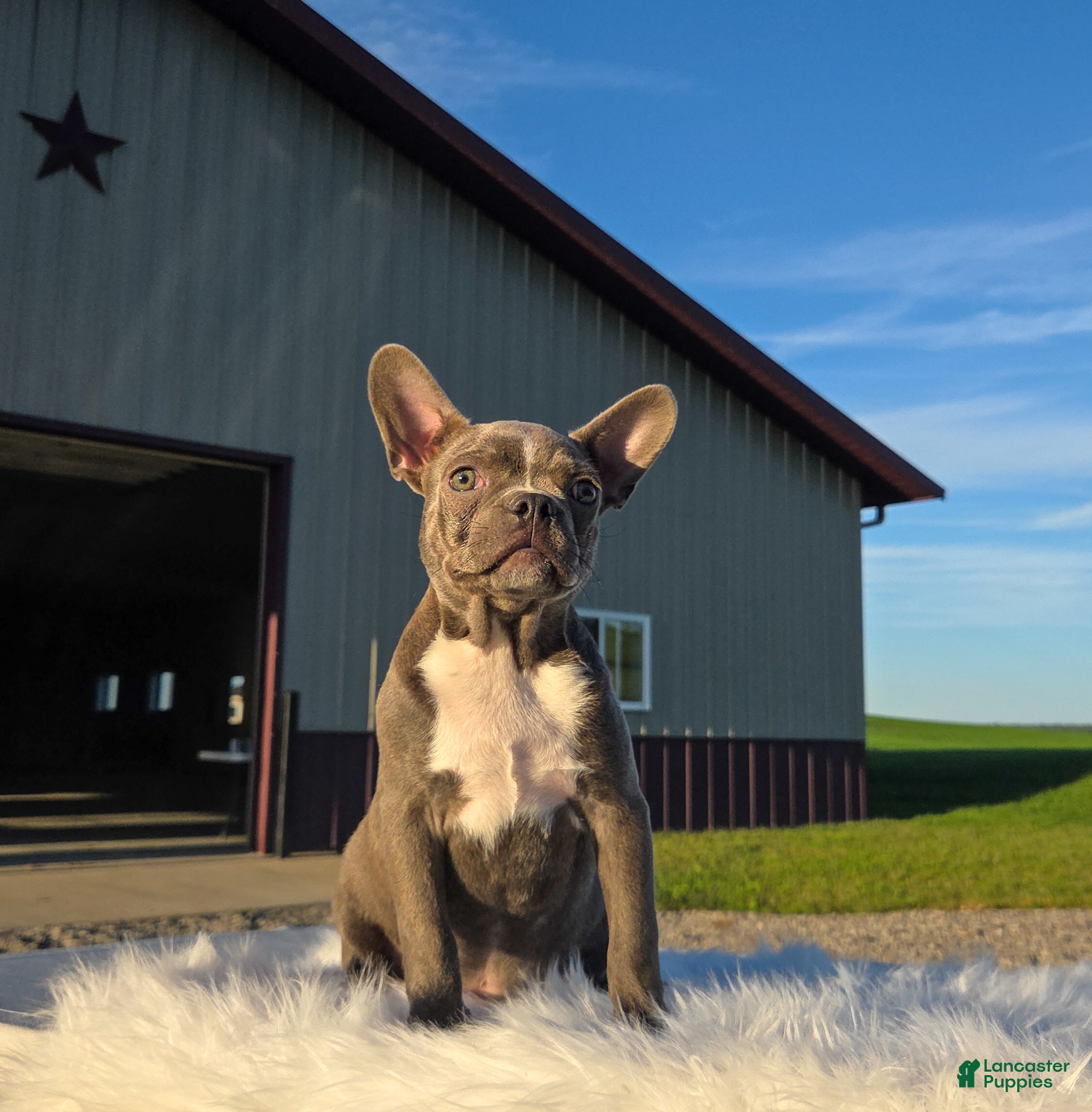 Mixed Breed dogs Karson - Ad 1