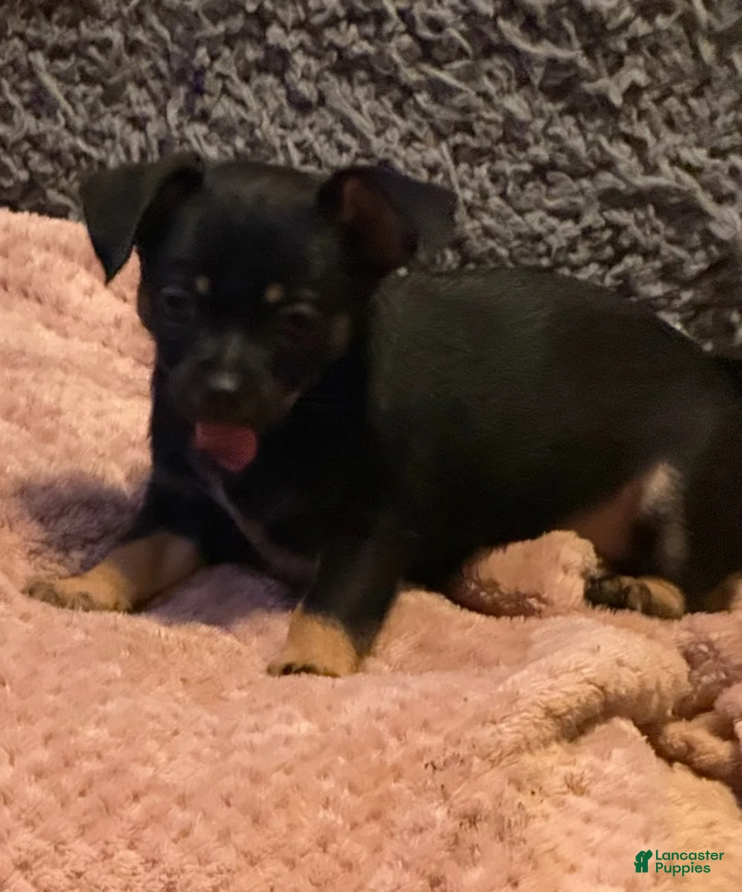 Chihuahua dogs for sale: Howie - Ad 3