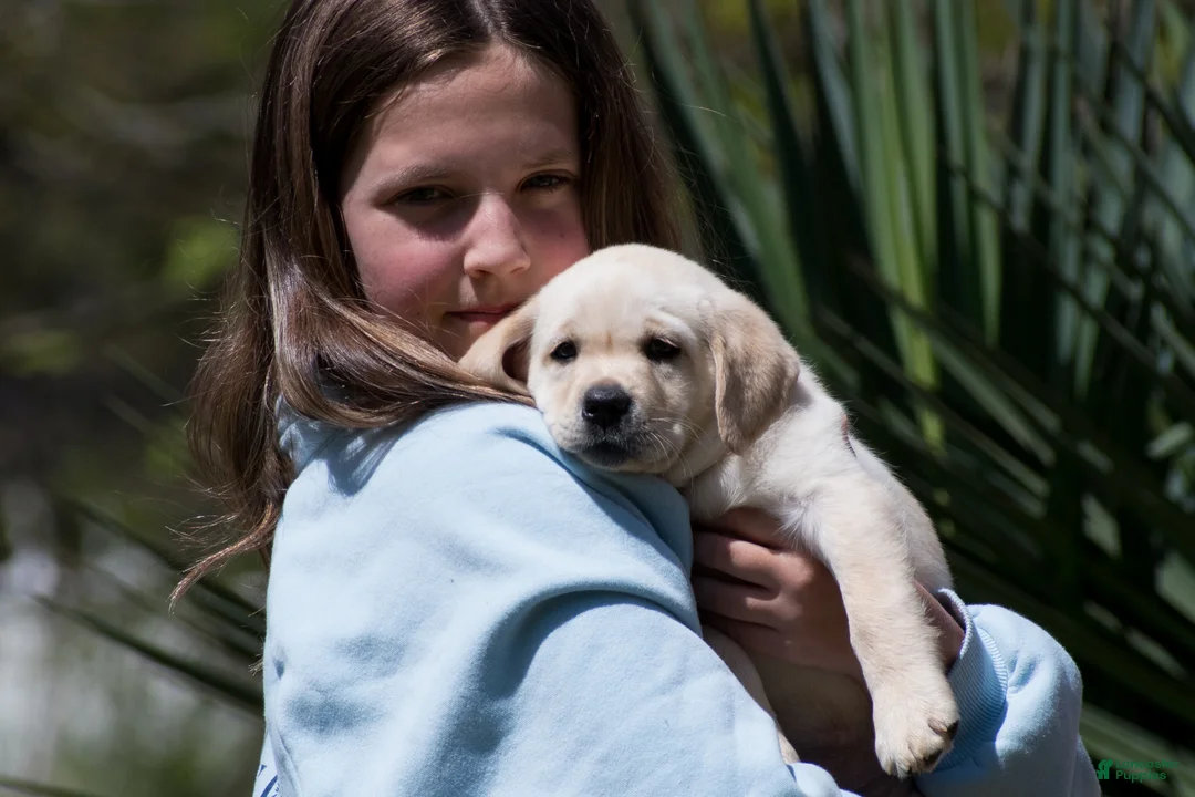 Labrador Retriever dogs for sale: Kate - Ad 2