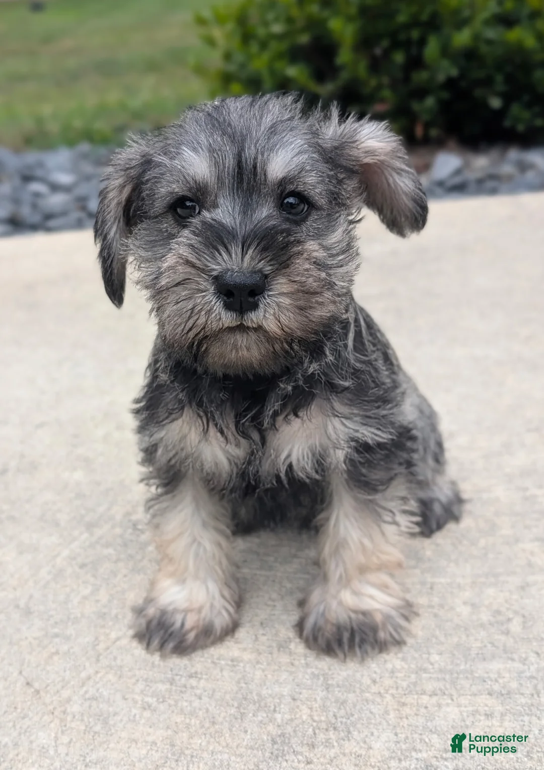Miniature Schnauzer dogs for sale: Molly - Ad 1