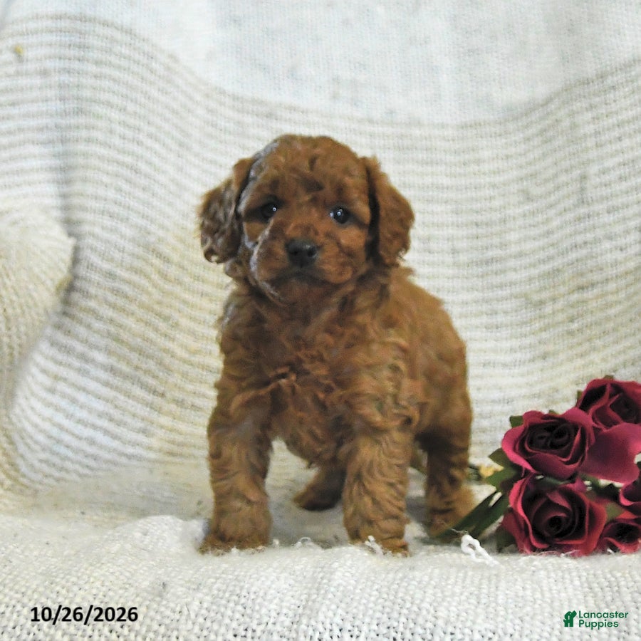 Cockapoo dogs for sale: Cuddles - Ad 1