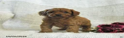 Cockapoo dogs for sale: Cuddles - Ad 1