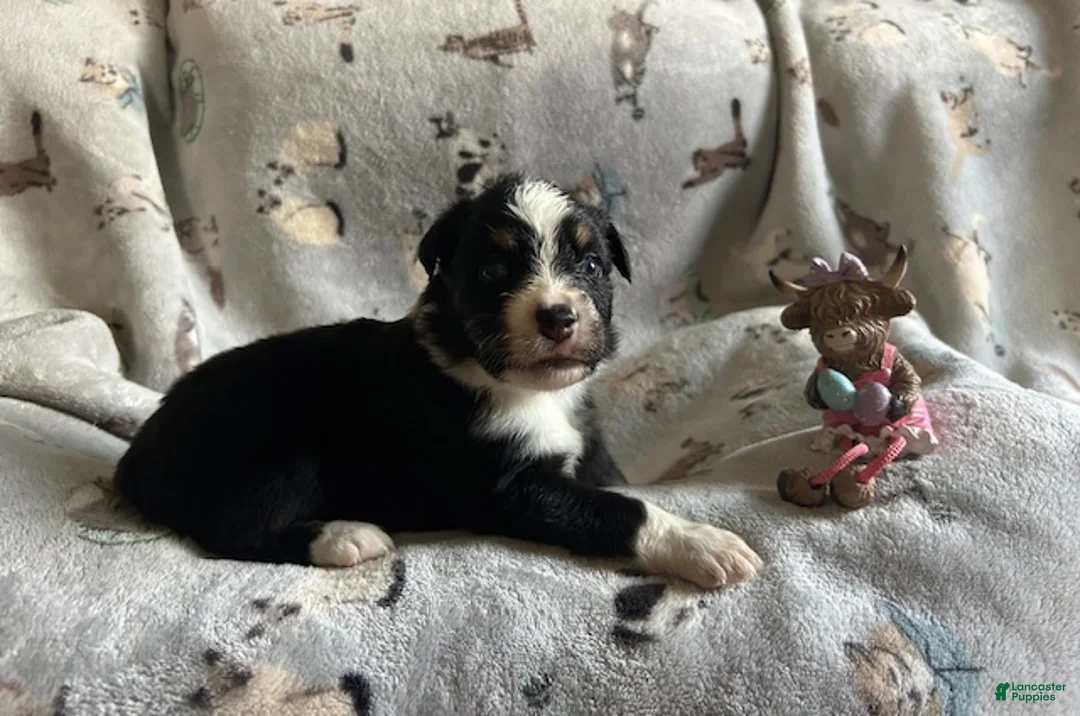 Miniature Australian Shepherd dogs for sale: Miniature Australian Shepherd Puppy 5 - Ad 2