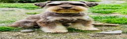 Miniature Schnauzer dogs for sale: Cher - Ad 2