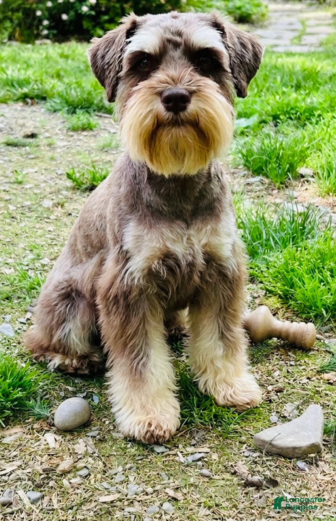 Miniature Schnauzer dogs for sale: Cher - Ad 2