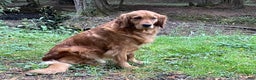 Golden Retriever dogs for sale: Riley - Ad 2