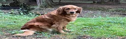 Golden Retriever dogs for sale: Rusty - Ad 2