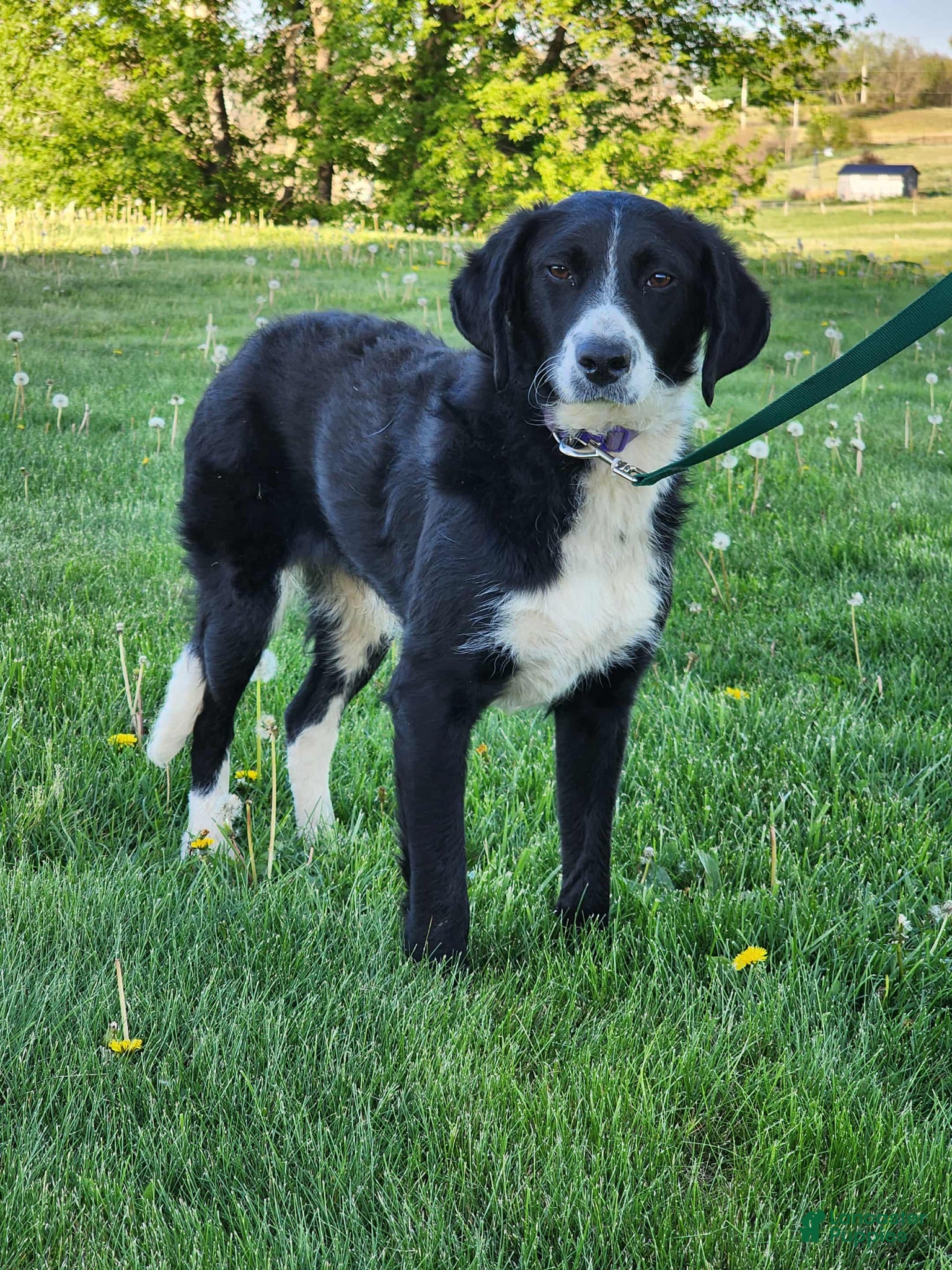Bernedoodle dogs for sale: Bernedoodle Puppy 1 - Ad 2
