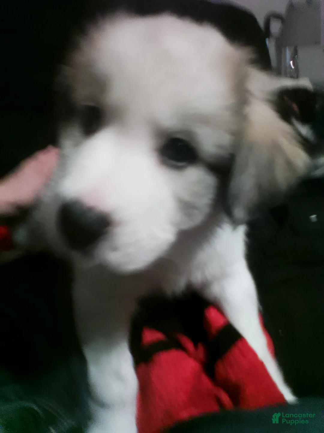 Mixed Breed dogs for sale: Mixed Breed Puppy 1 - Ad 2