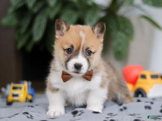 Welsh Corgi Pembroke dogs Ethan - Ad 7