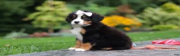 Bernese Mountain Dog dogs for sale: Dolly - Ad 3