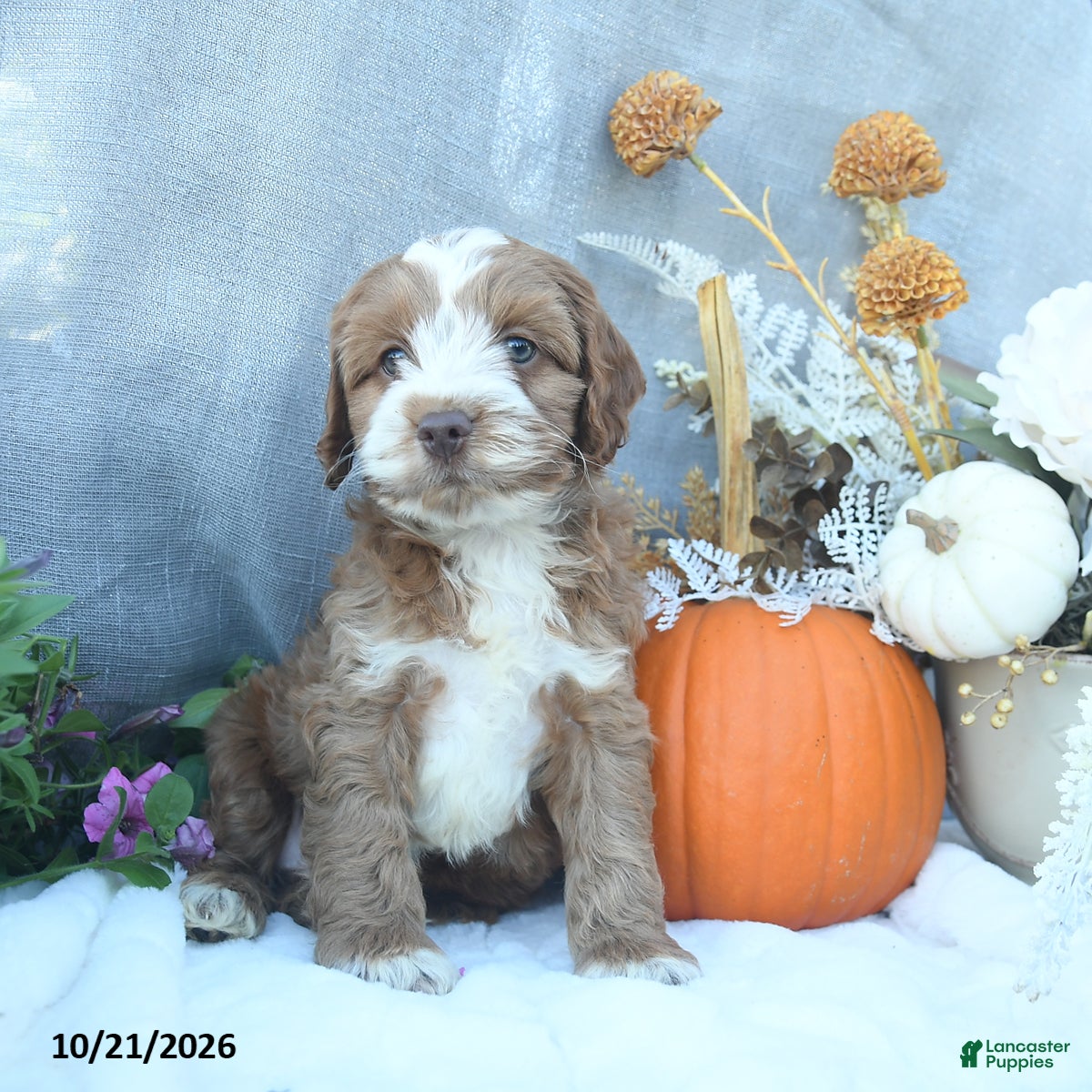Cockapoo dogs Cinnamon - Ad 1