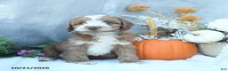 Cockapoo dogs for sale: Cinnamon - Ad 1