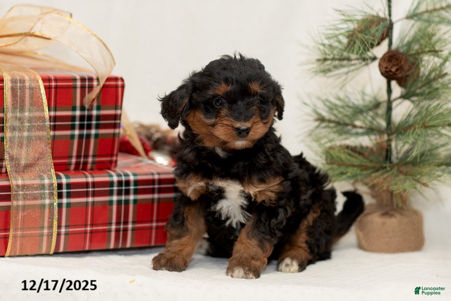 Mini Bernedoodle dogs Callie - Ad 35