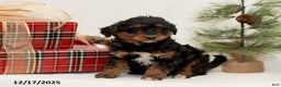 Mini Bernedoodle dogs for sale: Callie - Ad 1