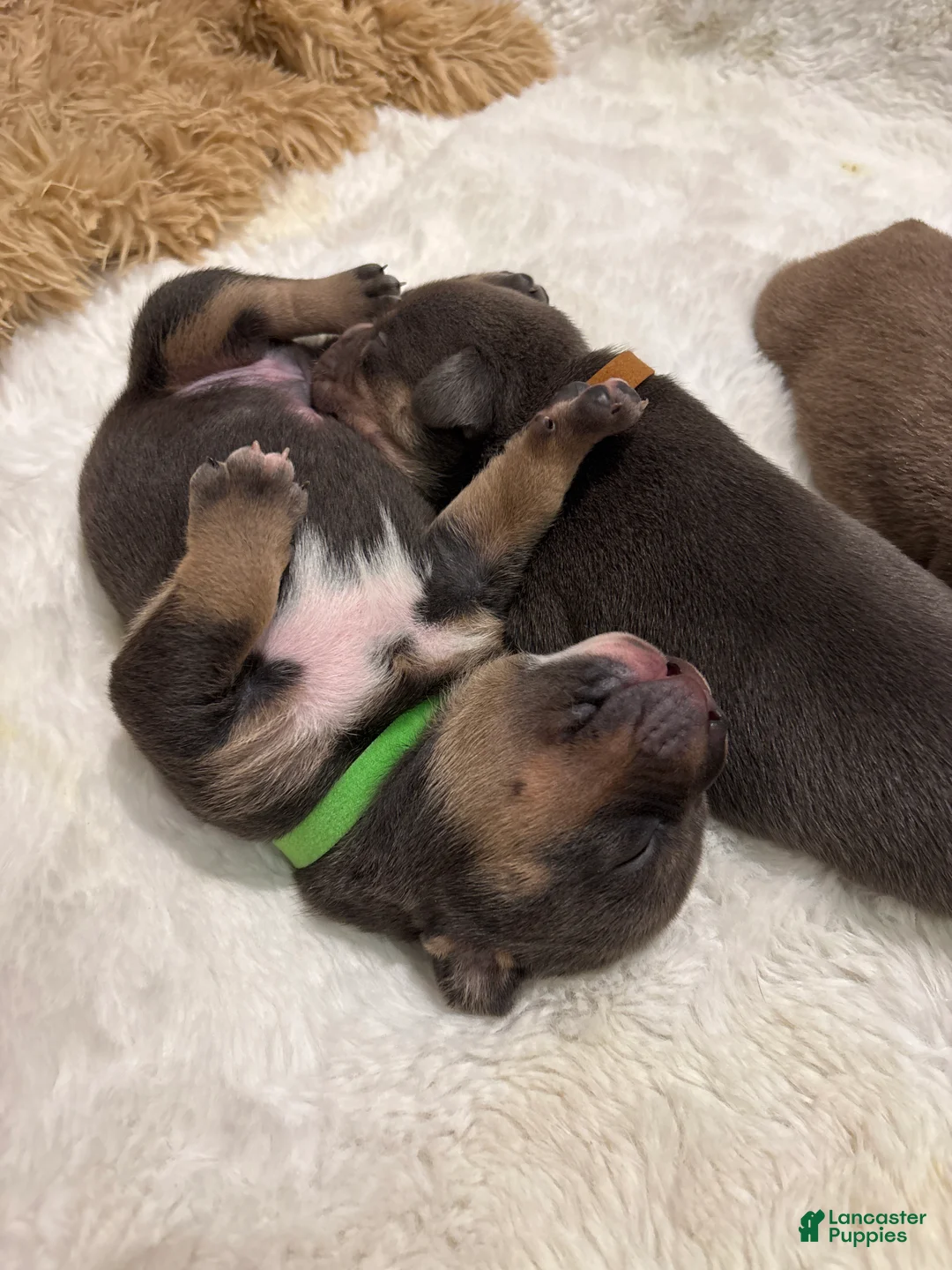 American Bully dogs for sale: American Bully Puppy 6 - Ad 1