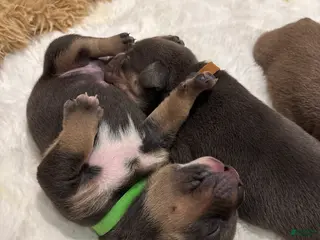 American Bully dogs American Bully Puppy 6 - Ad 11