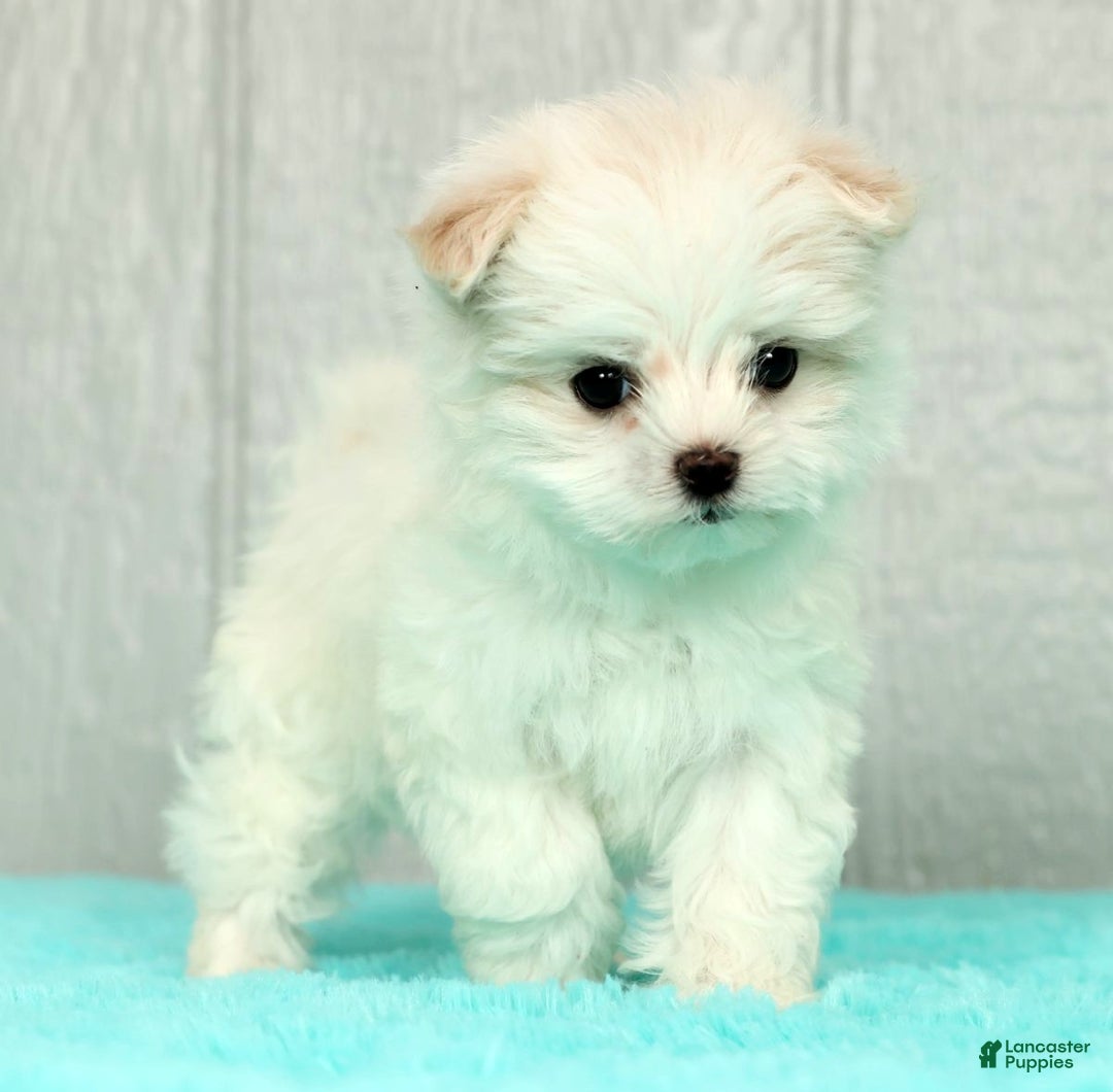 Maltese dogs for sale: Chloe - Ad 3