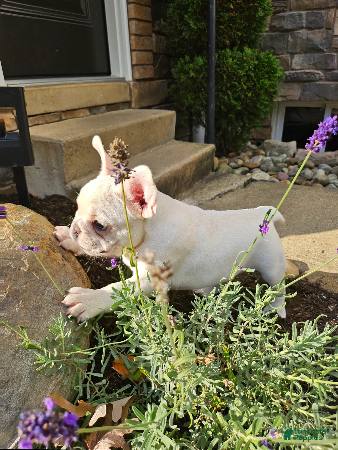 French Bulldog dogs for sale: Kelly - Ad 4