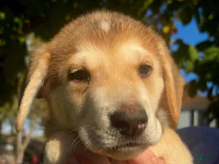 Gerberian Shepsky dogs - Ad 3