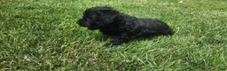 Mini Goldendoodle dogs for sale: Krista - Ad 5