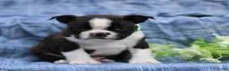 Boston Terrier dogs for sale: Charlie  - Ad 2