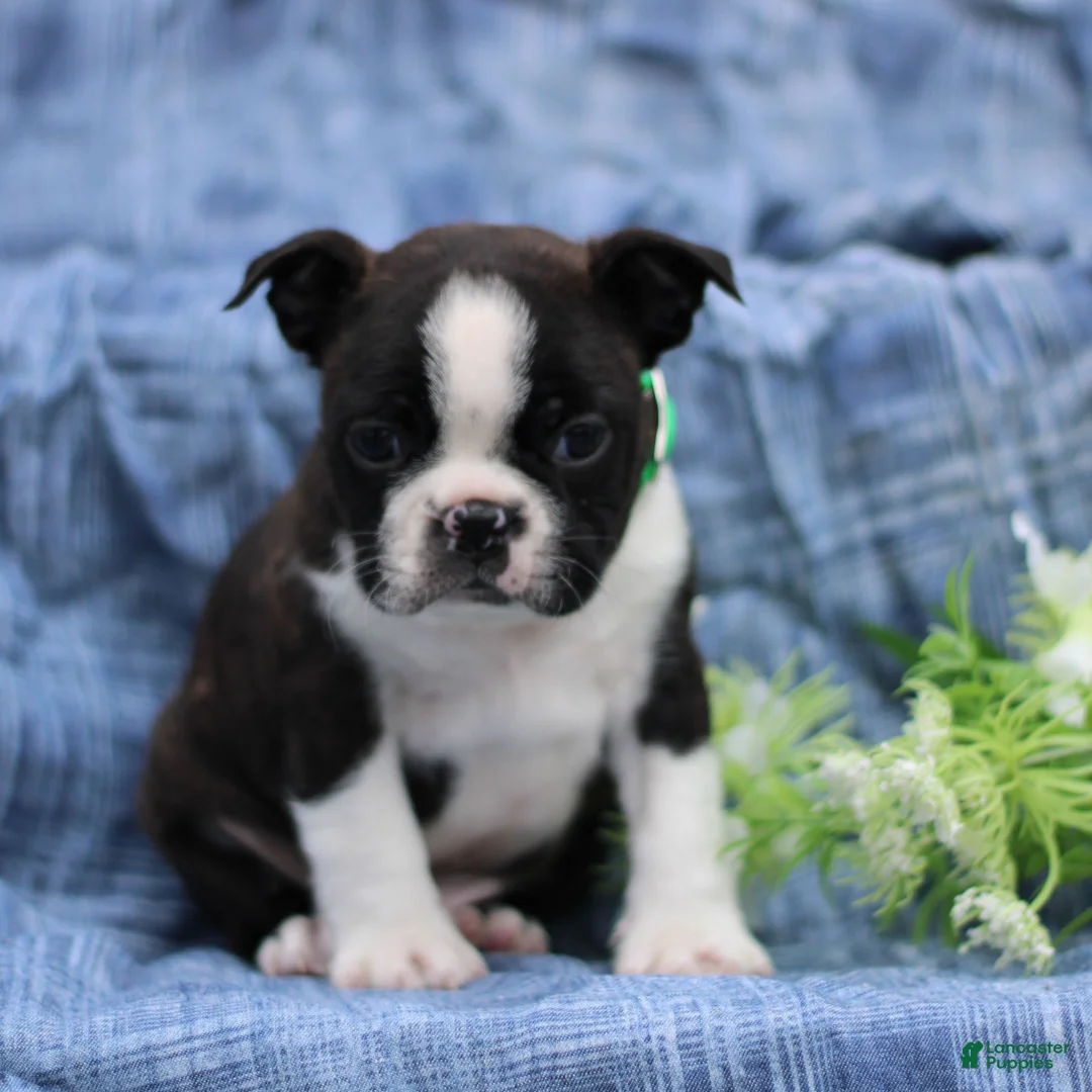 Boston Terrier dogs for sale: Charlie  - Ad 2