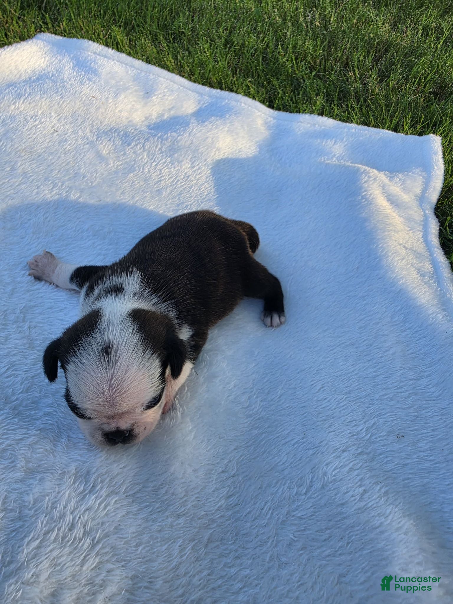 Pug dogs Male panda pug puppy - Ad 1