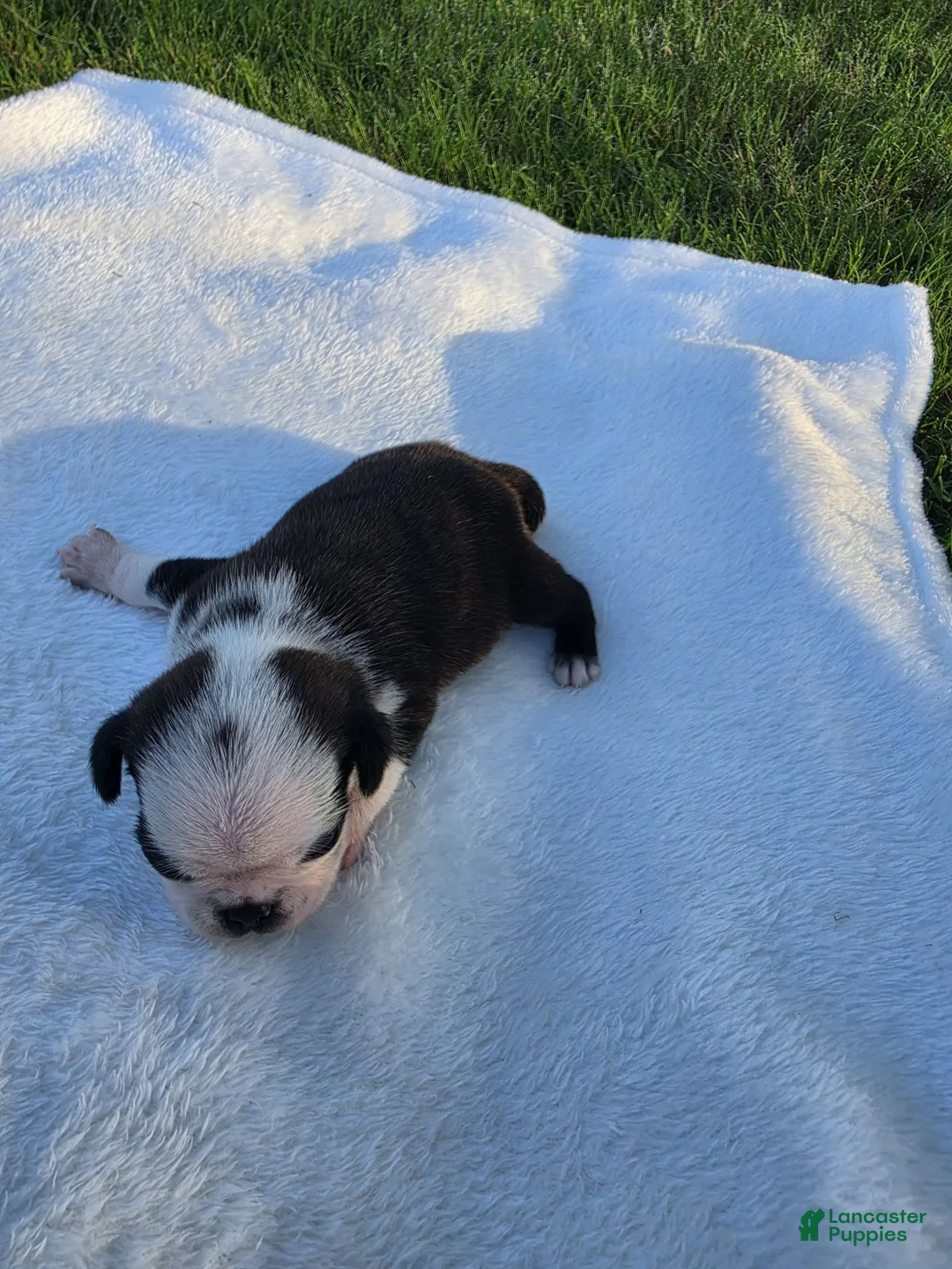 Pug dogs for sale: Male panda pug puppy - Ad 1