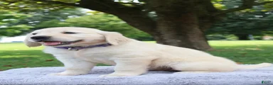 Golden Retriever 6 Skye