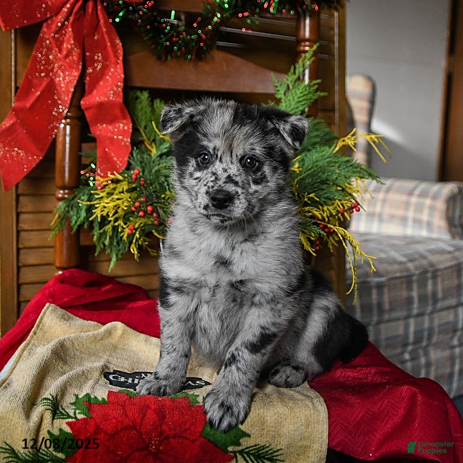 Pomsky dogs Miles - Ad 41