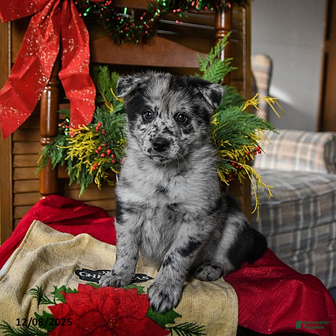 Pomsky dogs for sale: Miles - Ad 1