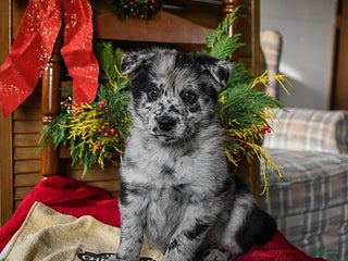 Pomsky dogs Miles - Ad 28