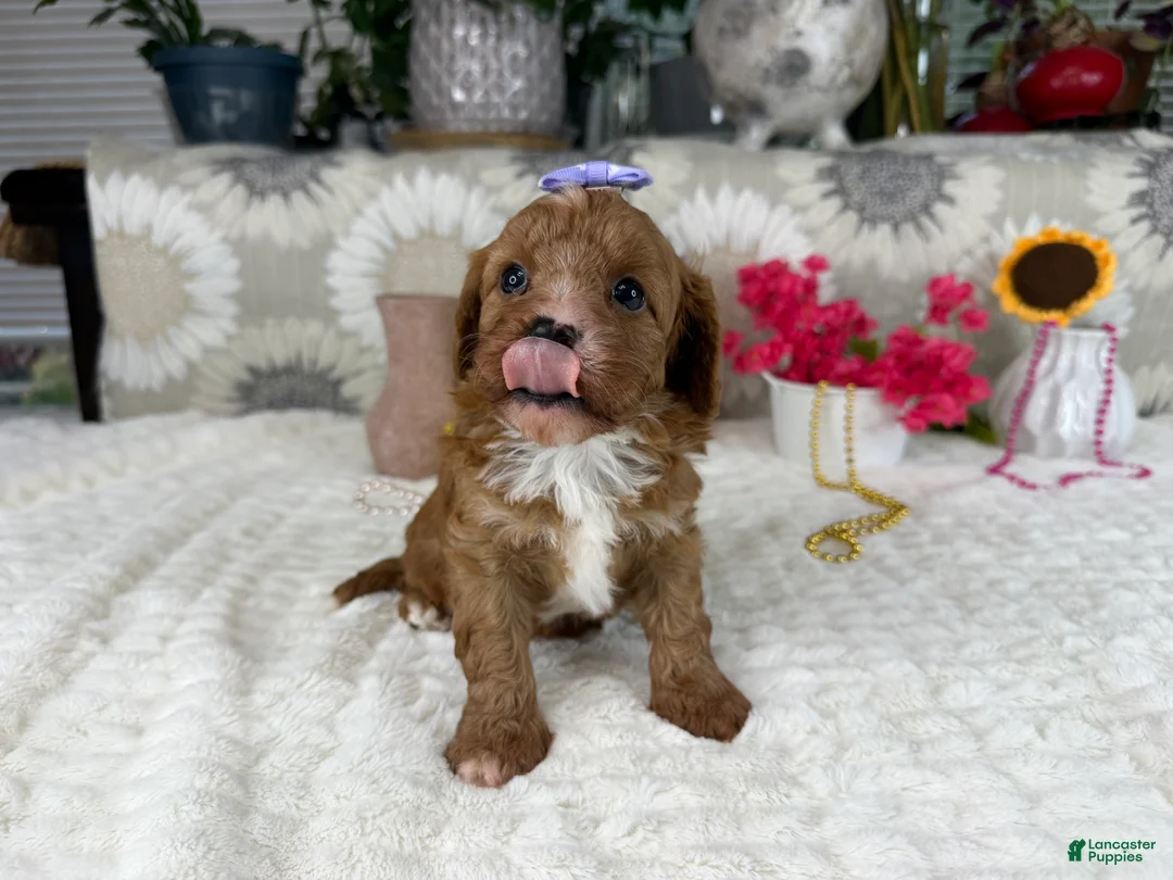Cavapoo dogs for sale: Kayla - Ad 2