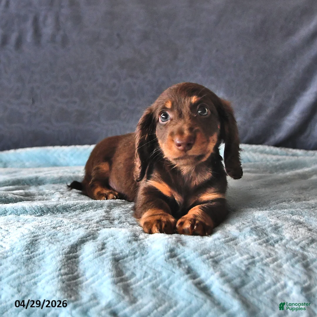 Miniature Dachshund dogs for sale: Rusty - Ad 1