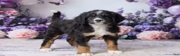 Bernedoodle dogs for sale: Lyle - Ad 3