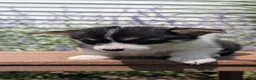 Welsh Corgi Pembroke dogs for sale: Lori - Ad 4