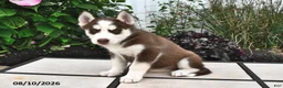 Siberian Husky dogs for sale: Aspen - Ad 3