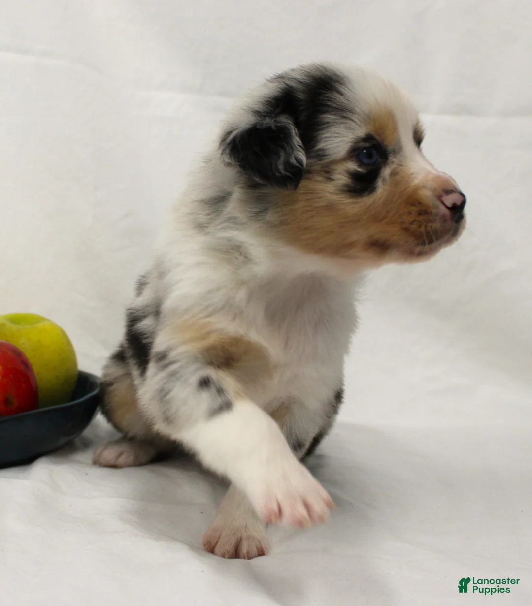 Australian Shepherd dogs for sale: Surprise - Ad 2
