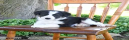 Border Collie dogs for sale: Lucas - Ad 4
