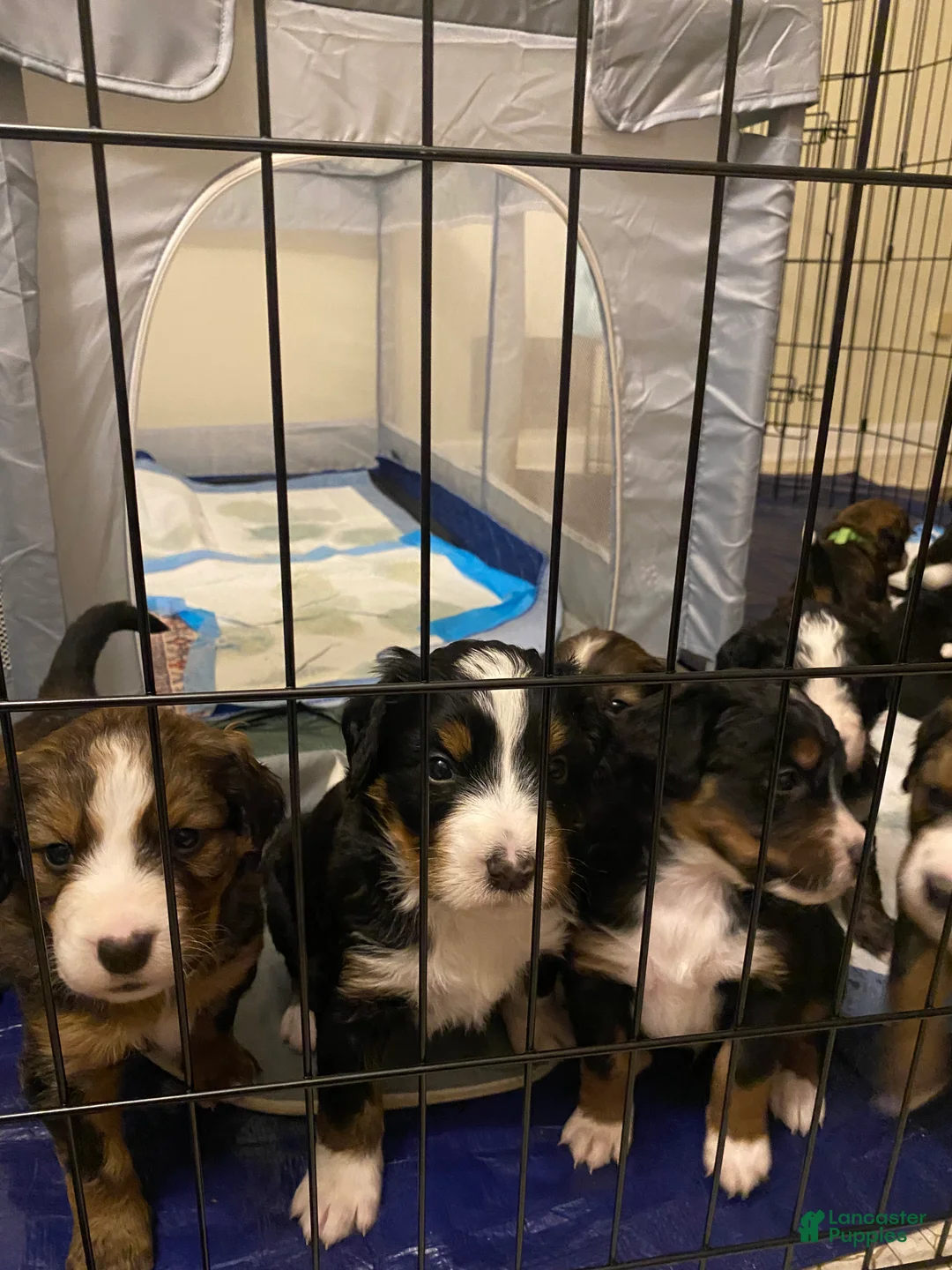Bernedoodle dogs for sale: Bernedoodle Puppy 4 - Ad 16
