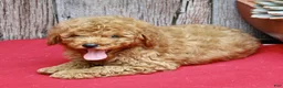 Miniature Poodle dogs for sale: Baxter - Ad 5