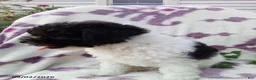 Miniature Poodle dogs for sale: Rover - Ad 4