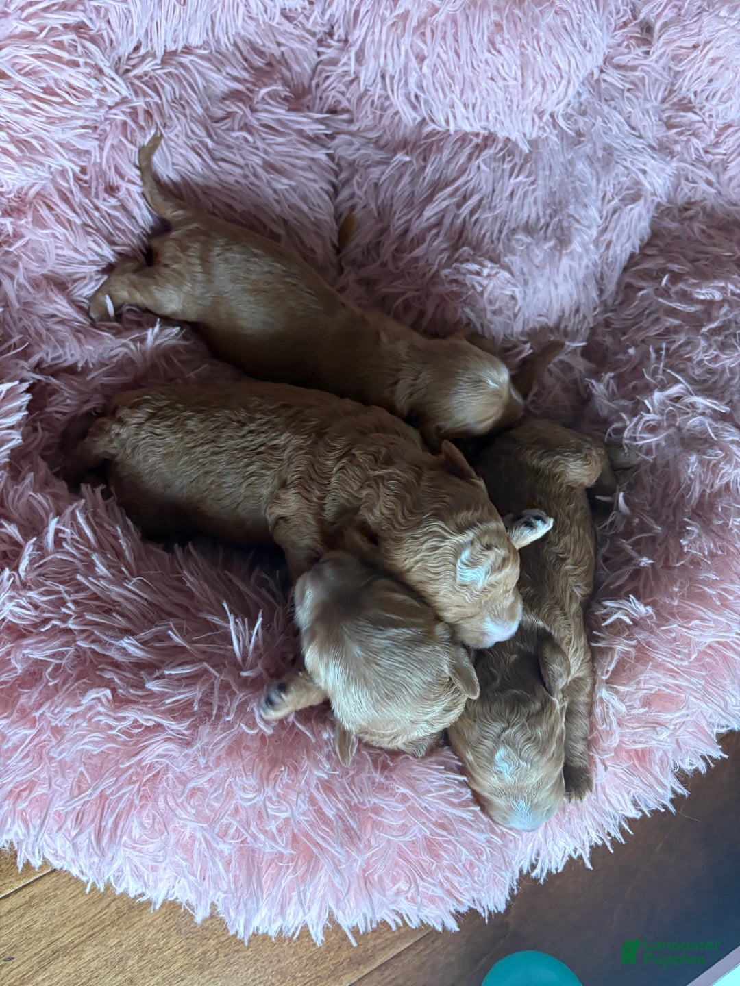 Mixed Breed dogs for sale: Mixed Breed litter of 6 puppies - Ad 2