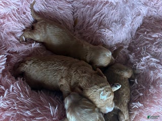 Mixed Breed dogs Mini goldendoodles - Ad 27