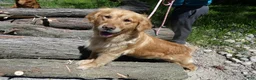 Golden Retriever dogs for sale: Golden Retriever Puppy 1 Queenie - Ad 2