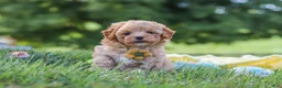 Yorkiepoo dogs for sale: Theo - Ad 8