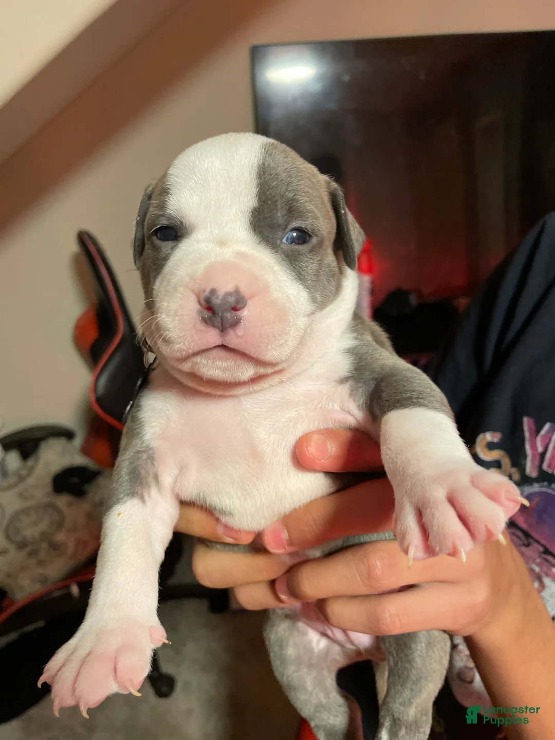American Bully dogs for sale: Shadow  - Ad 1