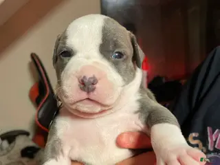 American Bully dogs for sale: Shadow - Ad 3