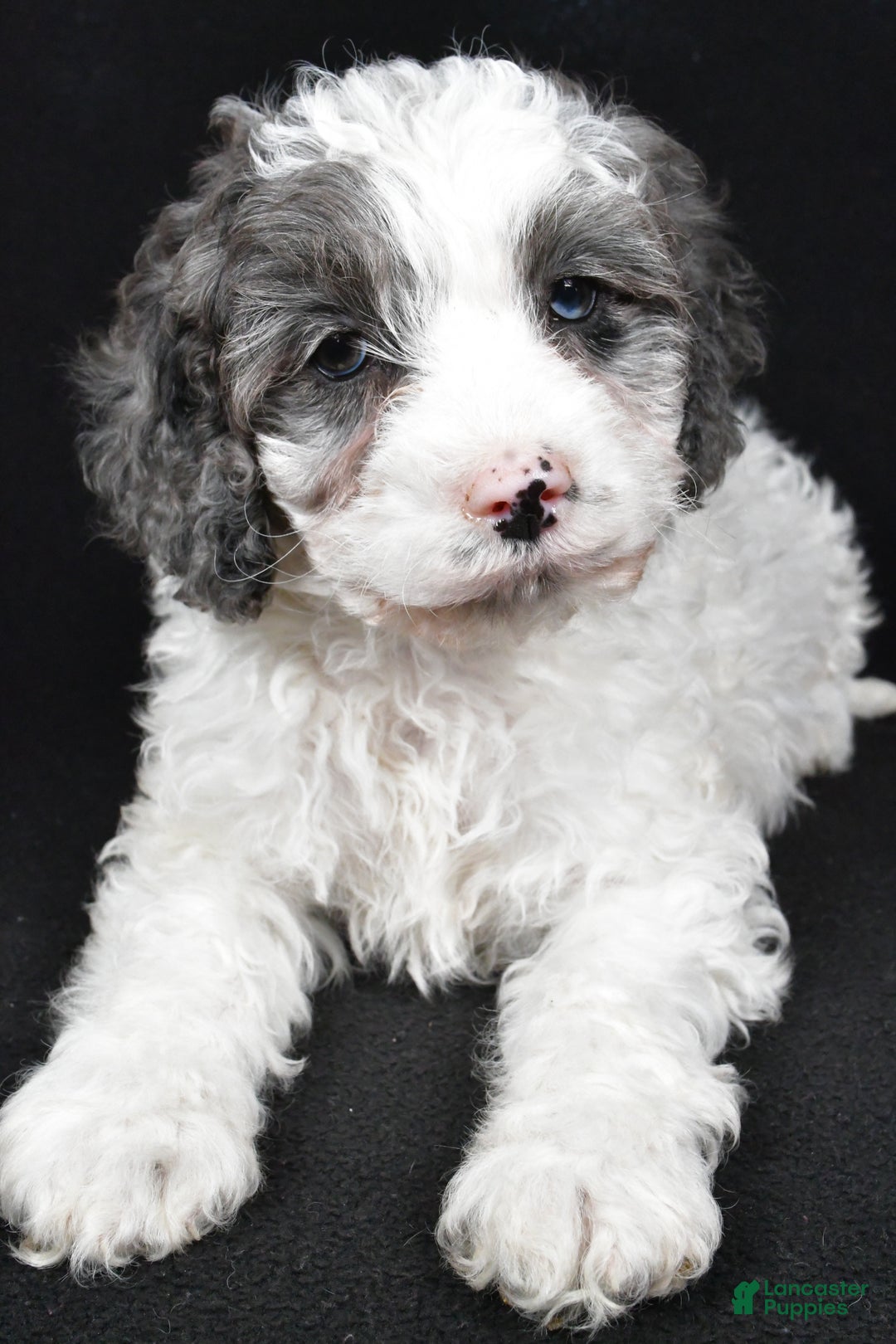 Cockapoo dogs for sale: Rowen - Ad 6